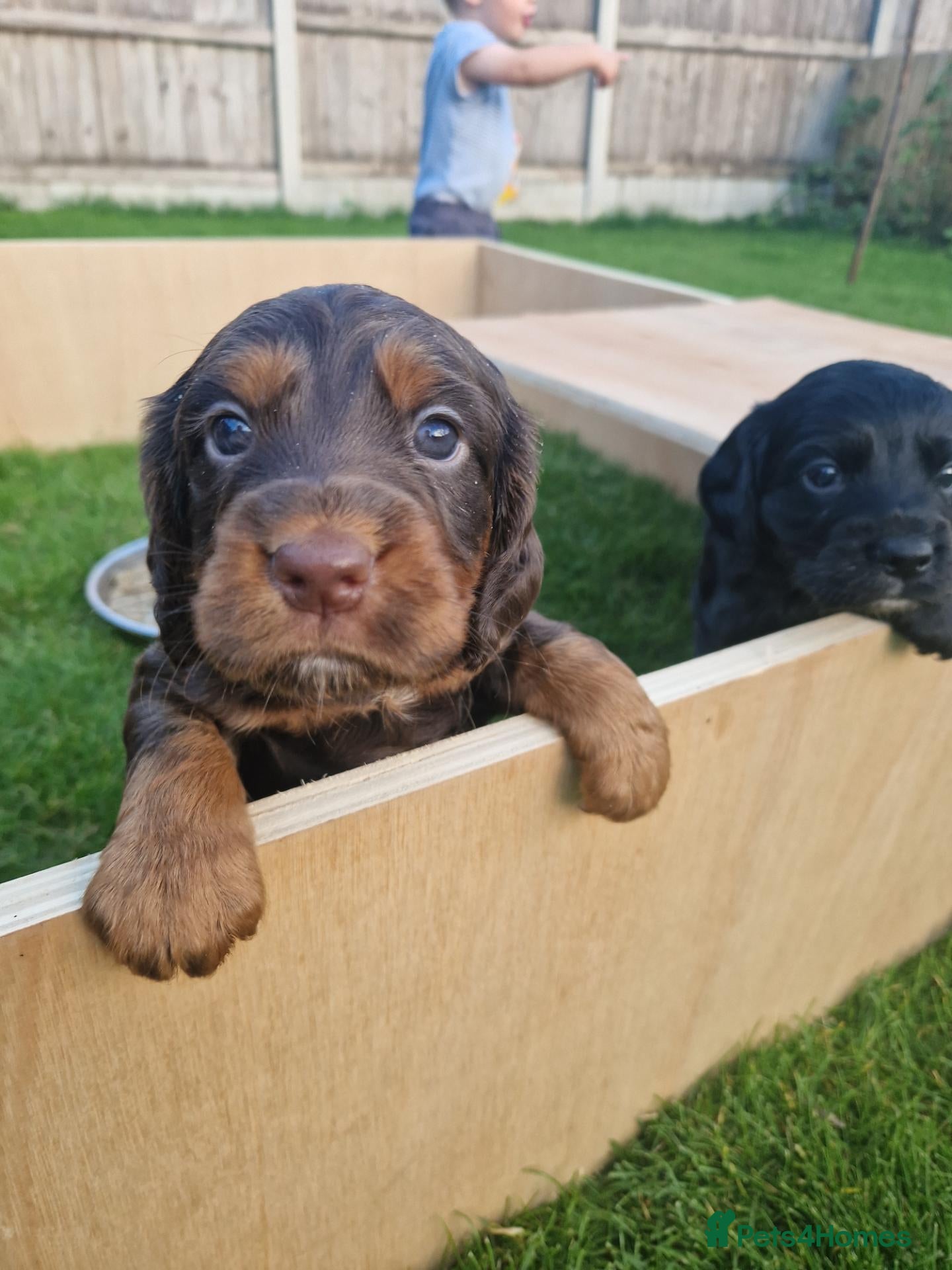 Cocker Spaniel dogs Working Cocker Spaniel Pups - Advert 13