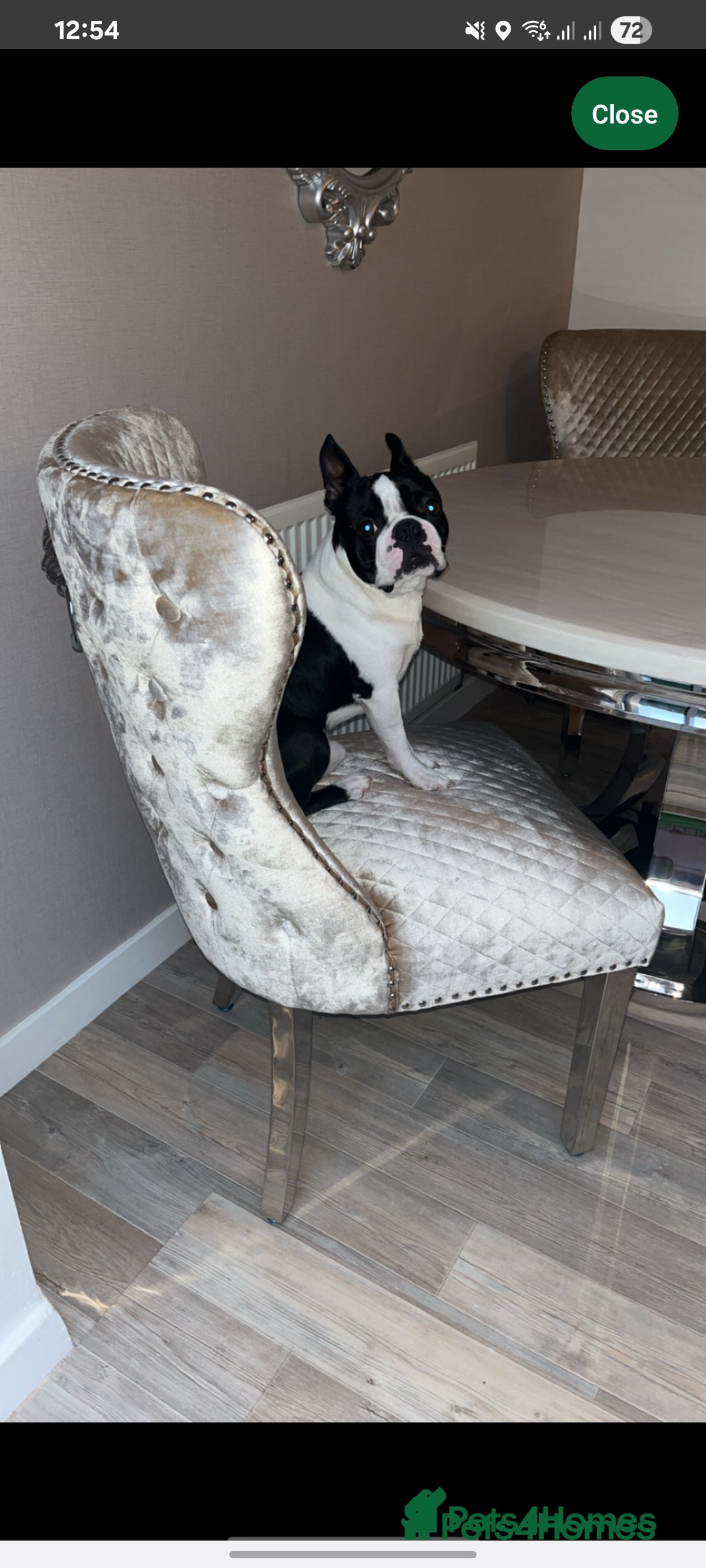 Boston Terrier dogs for sale: 4th Generational Outstanding Pups - Advert 5