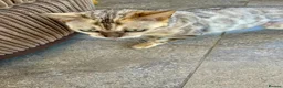 Bengal cats for sale: Beautiful silver neutered female - Advert 8