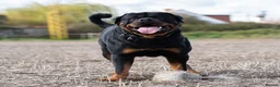 Rottweiler dogs for stud: Beautiful German Rottweiler stud  - Advert 6