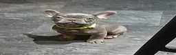 French Bulldog dogs for sale: French bulldogs puppies  - Advert 3