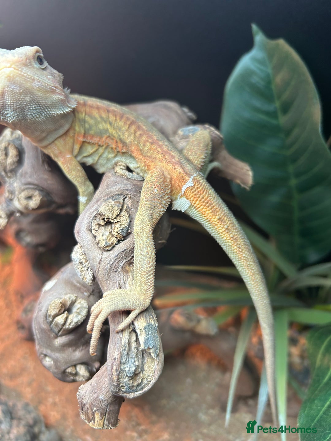 Bearded Dragon reptiles for sale: Bearded dragon  - Image 4