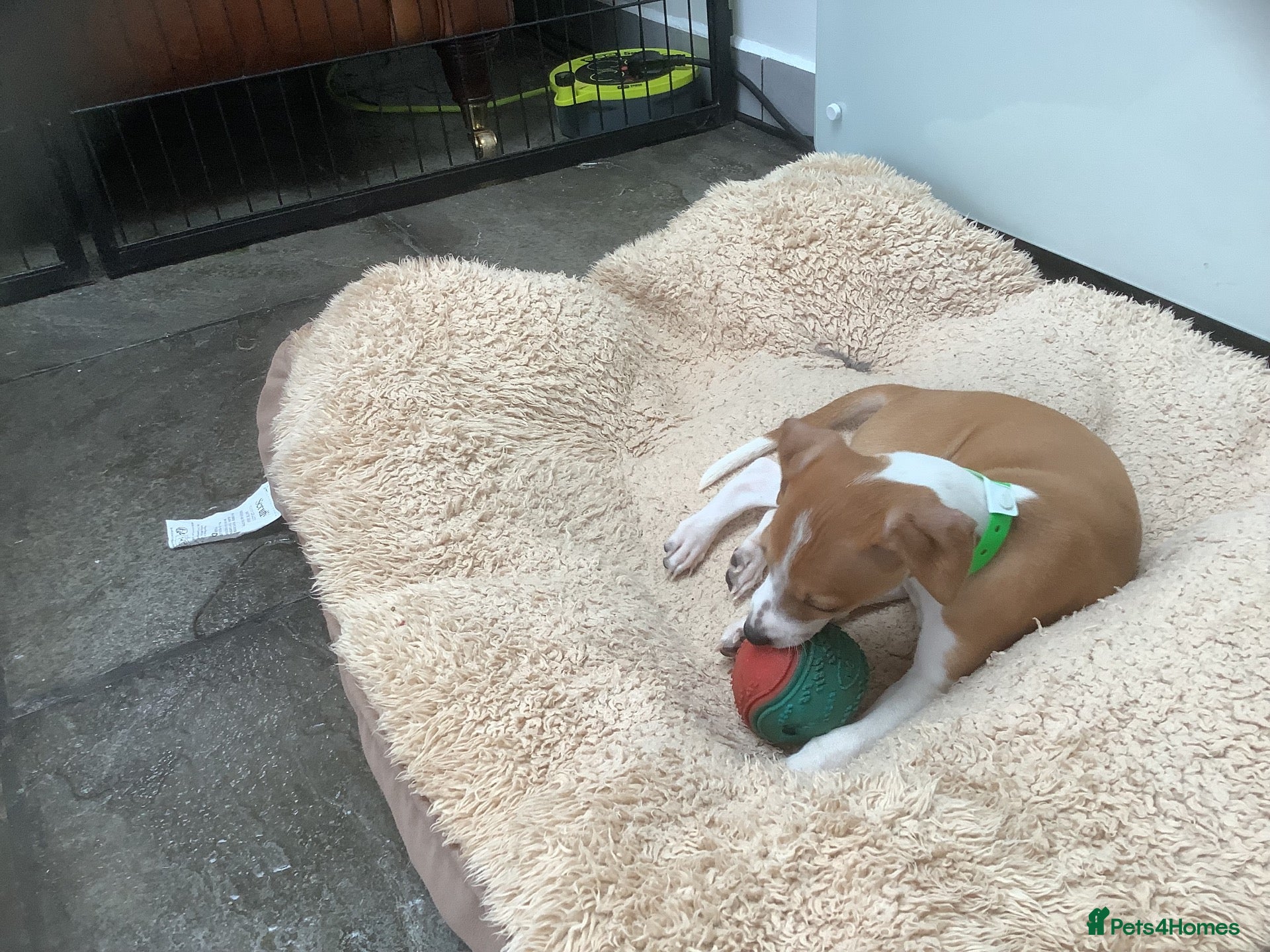 Italian Greyhound dogs for sale: Royal kennel club registered  - Advert 3
