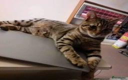 Maine Coon cats for sale: Adorable kittens mixed maine coon - Image 7
