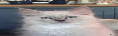 Flakey