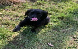 Cocker Spaniel dogs for sale: Cocker spaniel  - Image 3
