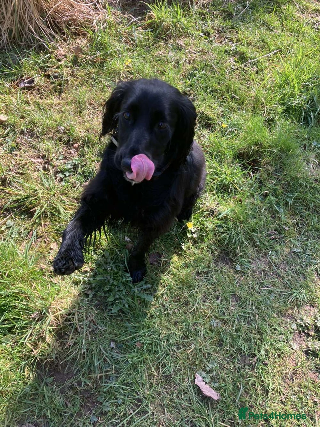 Cocker Spaniel dogs for sale: Cocker spaniel  - Image 3
