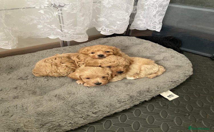 Maltipoo dogs - Advert 10
