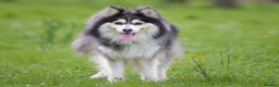 Pomsky dogs for stud: F2 Rare Blue/White Pomsky Proven Stud-US Import in Leeds - Advert 15