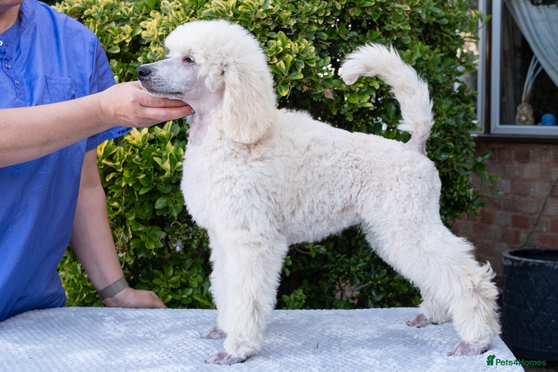 Standard Poodle dogs Outstanding Standard Poodle Puppies - Advert 4