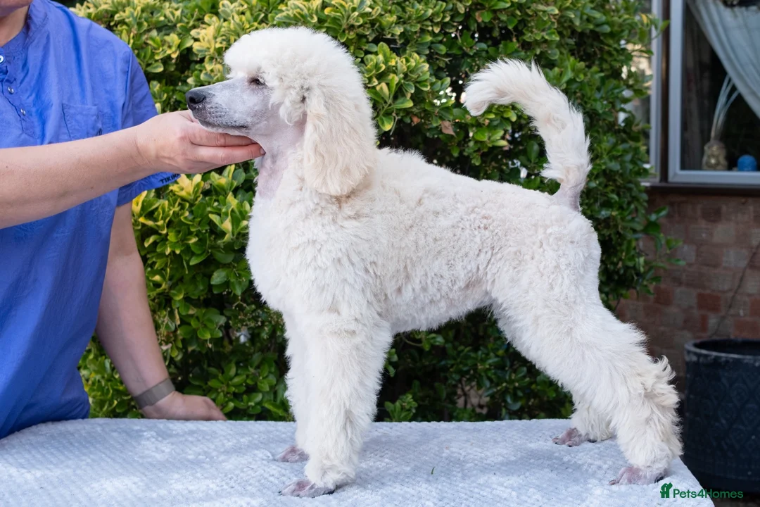 Standard Poodle dogs for sale: Outstanding Standard Poodle Puppies - Advert 1