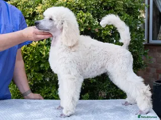 Standard Poodle dogs Outstanding Standard Poodle Puppies - Advert 3