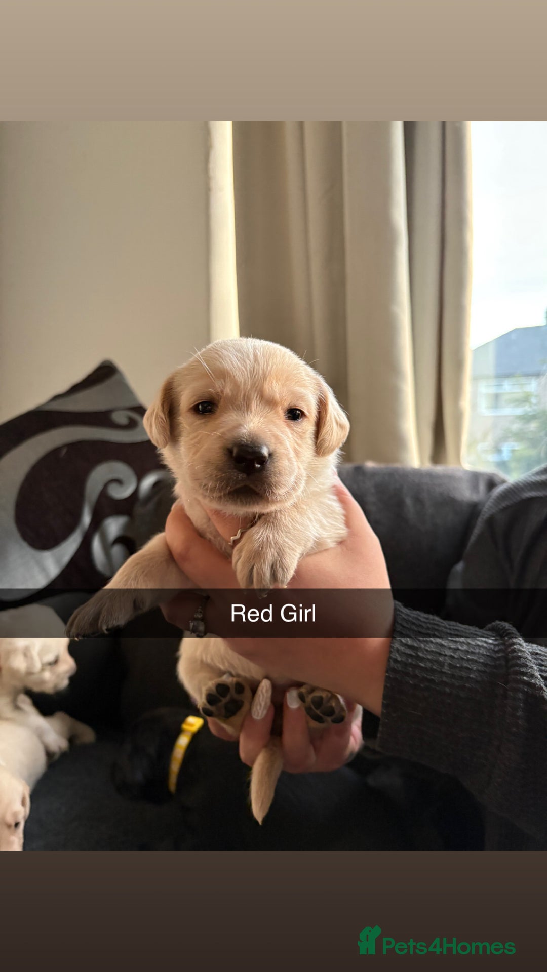 Labrador Retriever dogs for sale: 5 stunning Lab puppies for sale - Advert 4