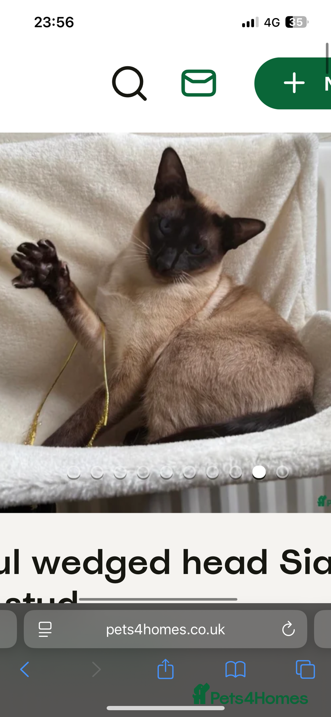 Siamese cats for stud: Stunning wedge head Siamese boy for stud service  - Advert 6