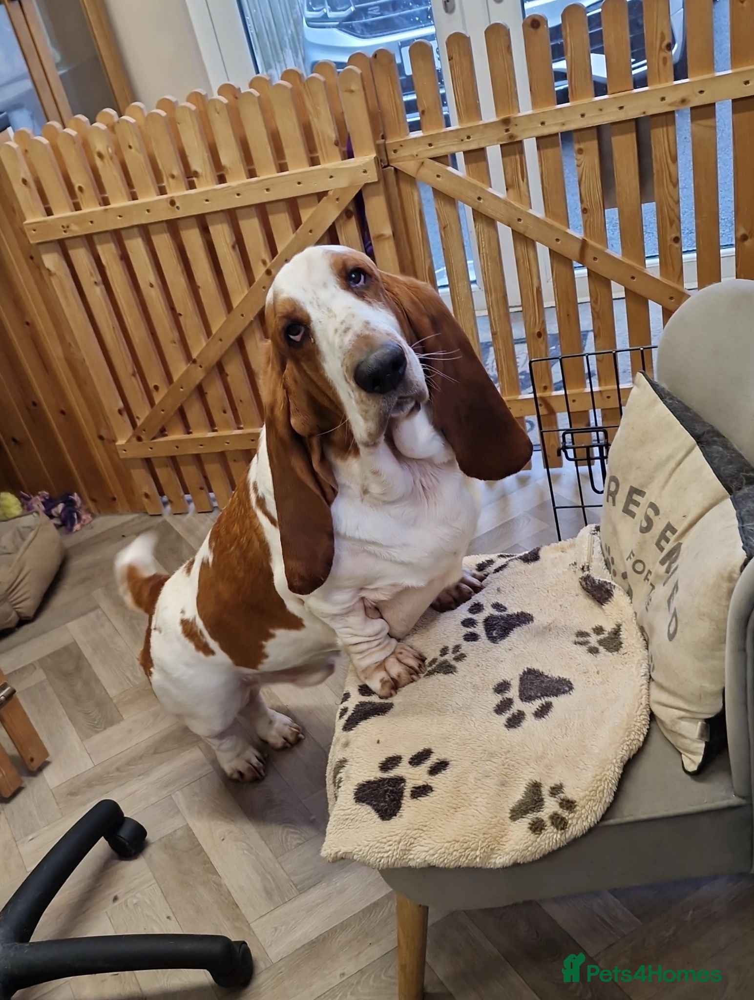 Basset Hound dogs Basset Hound pups KC registered  - Advert 17