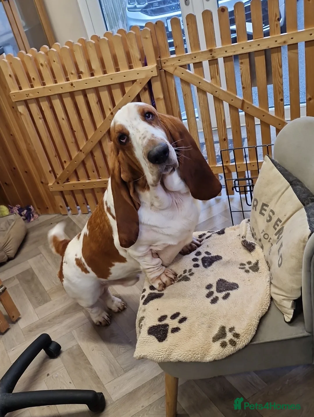Basset Hound dogs for sale: Basset Hound pups KC registered  - Advert 1