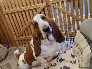 Basset Hound dogs Basset Hound pups KC registered - Advert 17