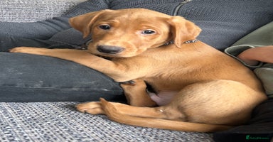 Labrador Retriever dogs - Advert 5