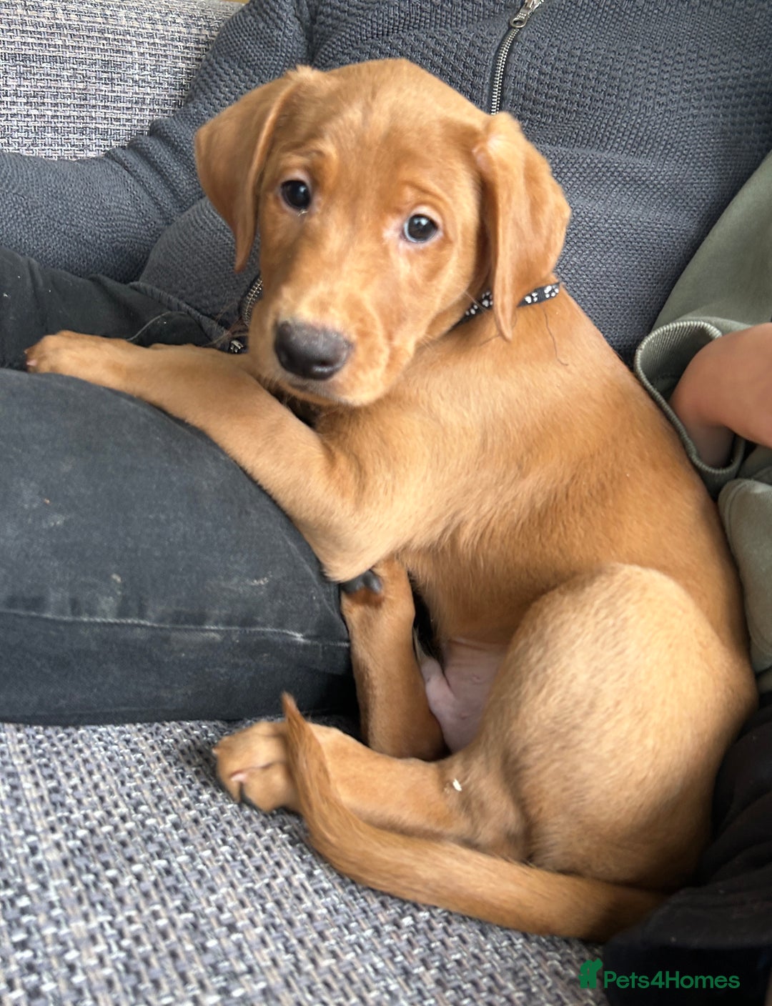 Labrador Retriever dogs for sale: Outstanding dark fox red Lab pups from FTCH lines - Image 3