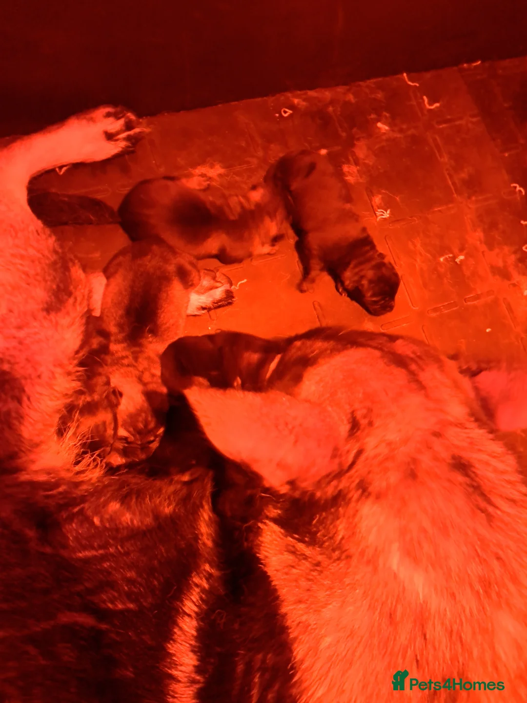 German Shepherd dogs for sale: Outstanding Shepherd working litter - Advert 2