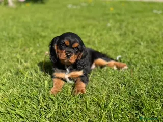 Cavalier King Charles Spaniel dogs Health tested cavalier King Charles - Advert 1