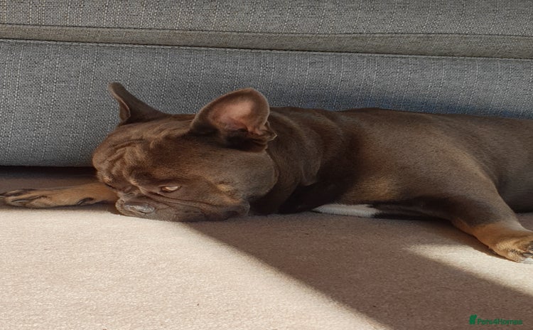 French Bulldog dogs - Advert 5