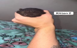 Domestic Shorthair cats for sale: 3 beautiful kittens - Image 8