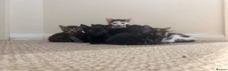 Domestic Shorthair cats for sale: 2 tabby and 3 black- ALL MALE KITTENS  - Advert 13