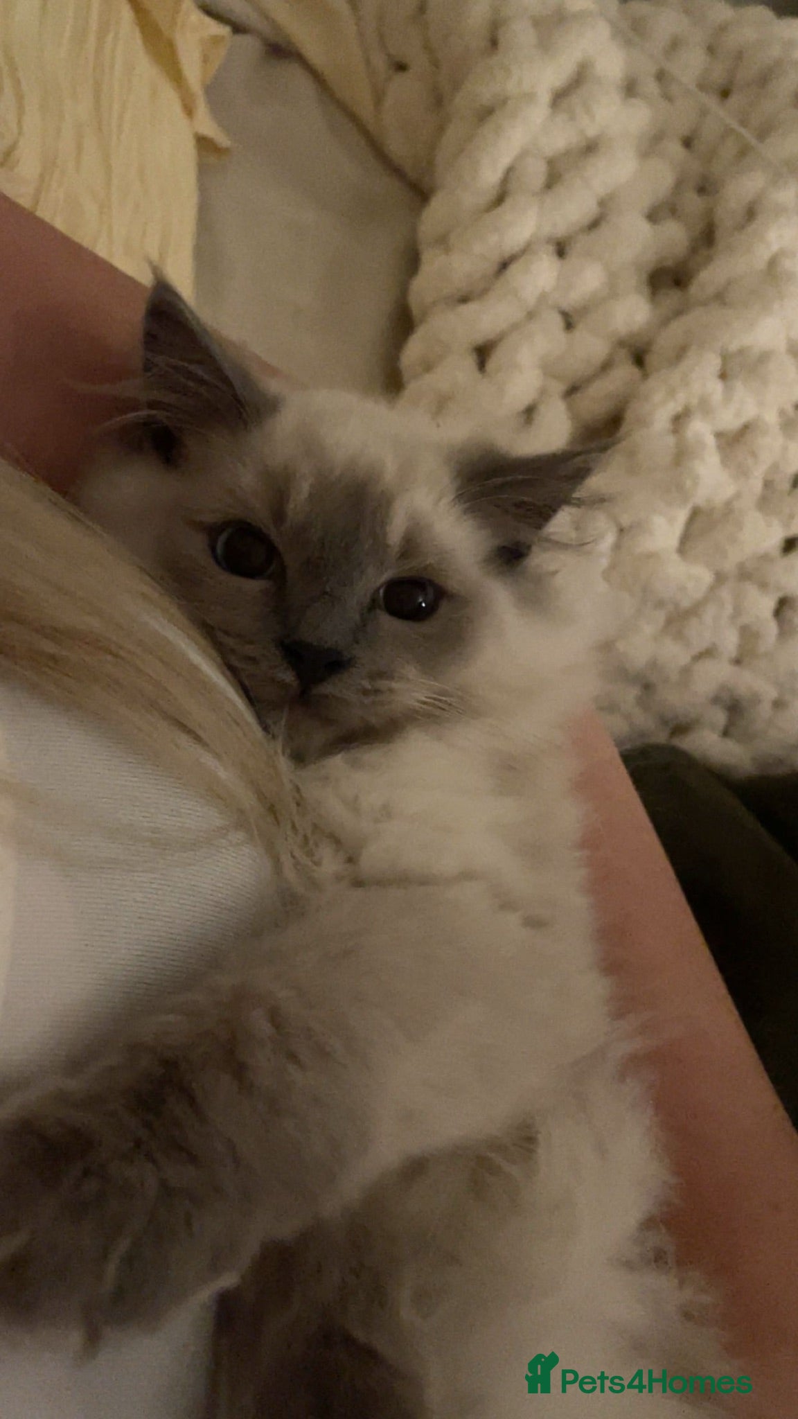 Ragdoll cats Beautiful male ragdoll💙Please read description💙 - Advert 16