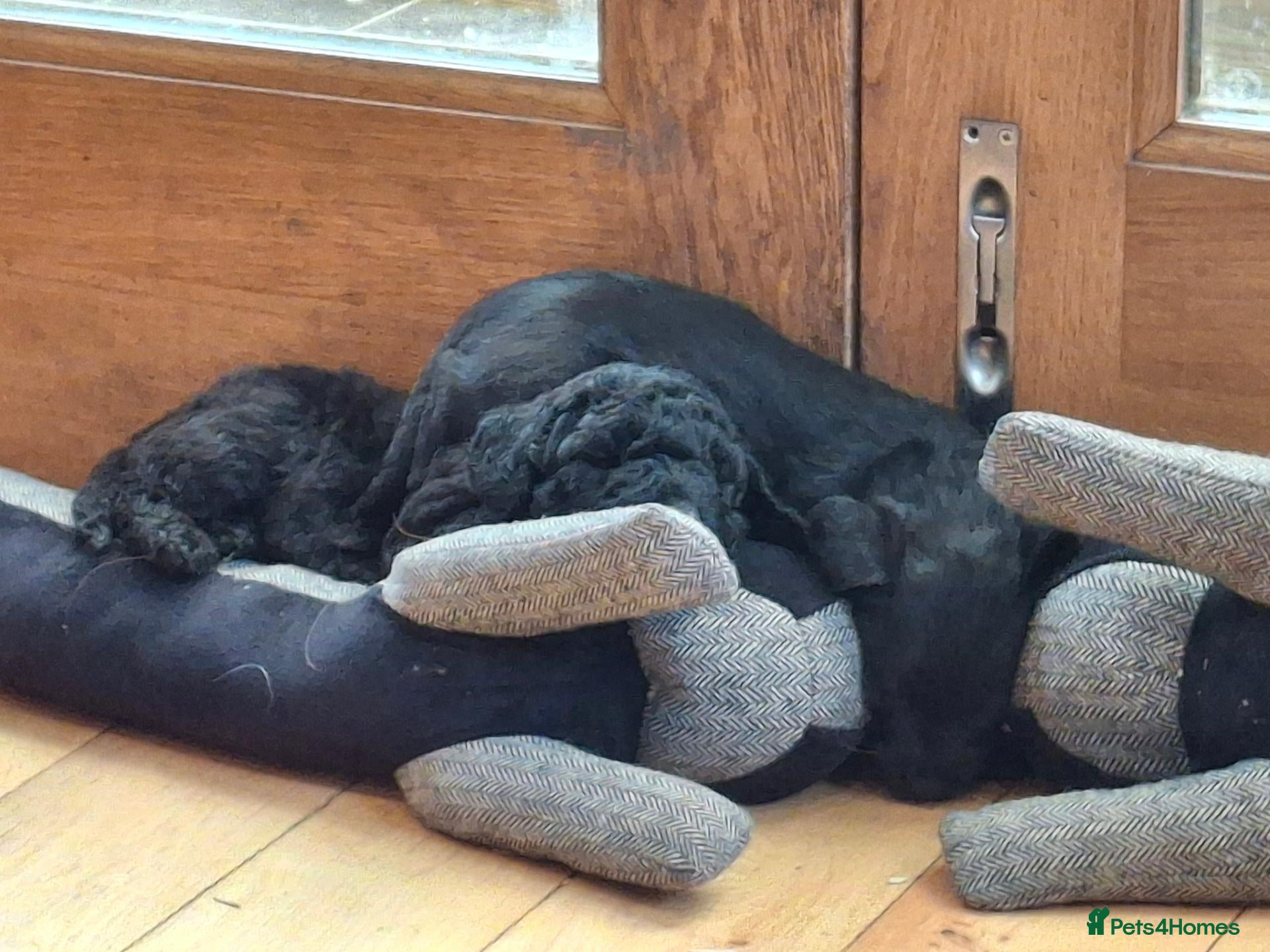 Labradoodle dogs 🏆Labradoodle Pups Available Health Tested Parents - Advert 1