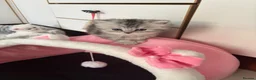 Persian cats for sale: Persian kittens for sale - Advert 20