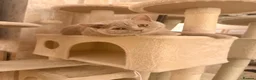 British Shorthair cats for sale: Make lilac British short hair  - Advert 13