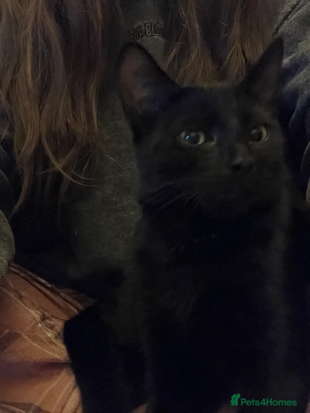 Mixed Breed cats for sale: Black Kitten - 9mts - Looking for forever home! - Advert 3