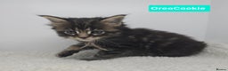 Maine Coon cats for sale: Beautiful TICA Pedigree Maine Coon Kittens - Advert 15