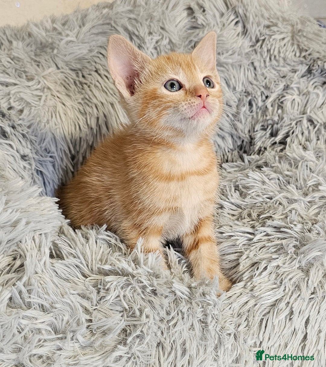 Maine Coon cats for sale: Kittens mix breed ready now  - Advert 4