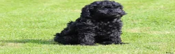 Cockapoo dogs for sale: Beautiful Cockapoo puppies for sale  in Llanelli - Advert 3