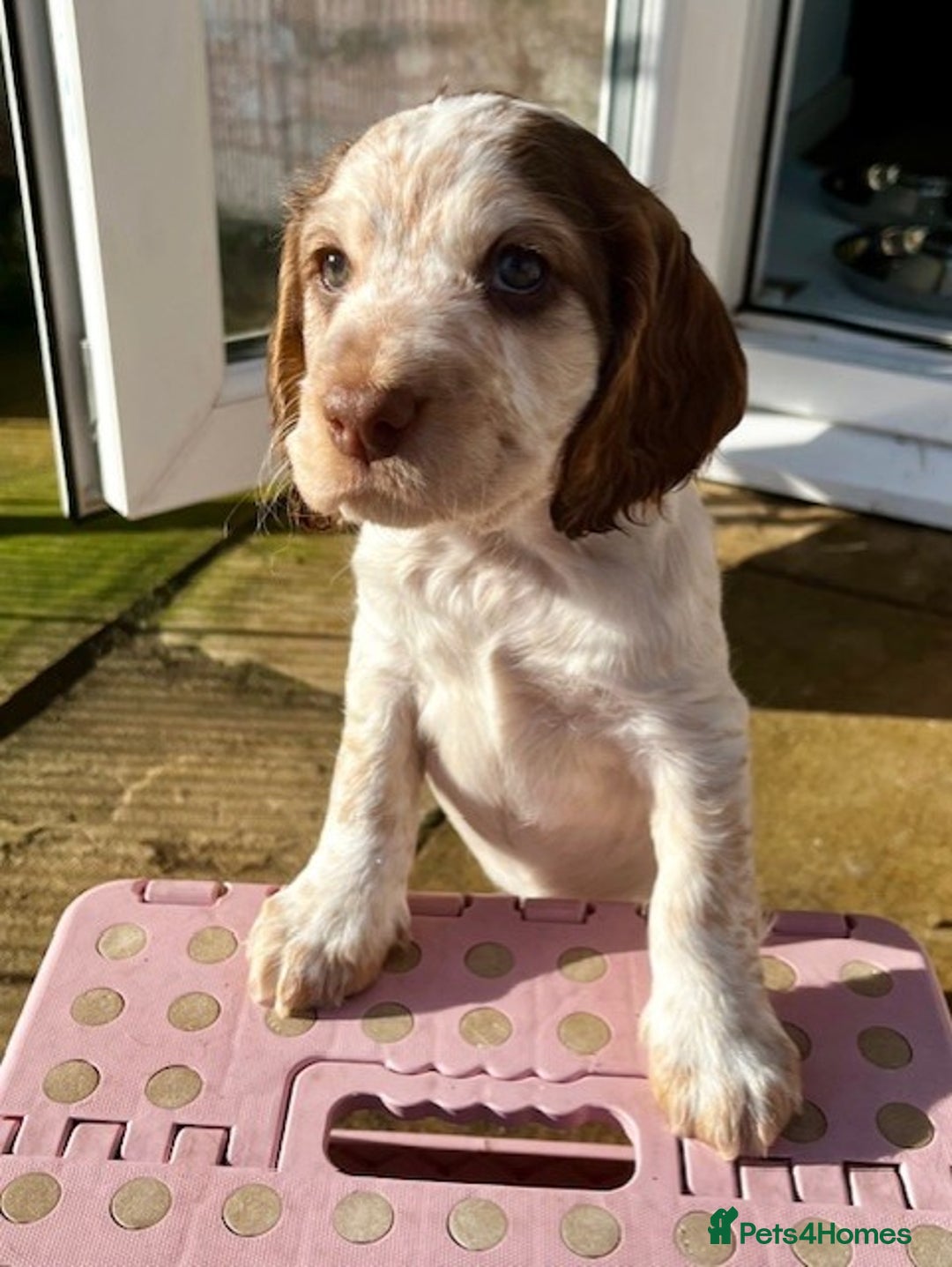 Cockapoo dogs for sale: Adorable Cocker/Cockapoo Puppies - Only 1 left! - Advert 16