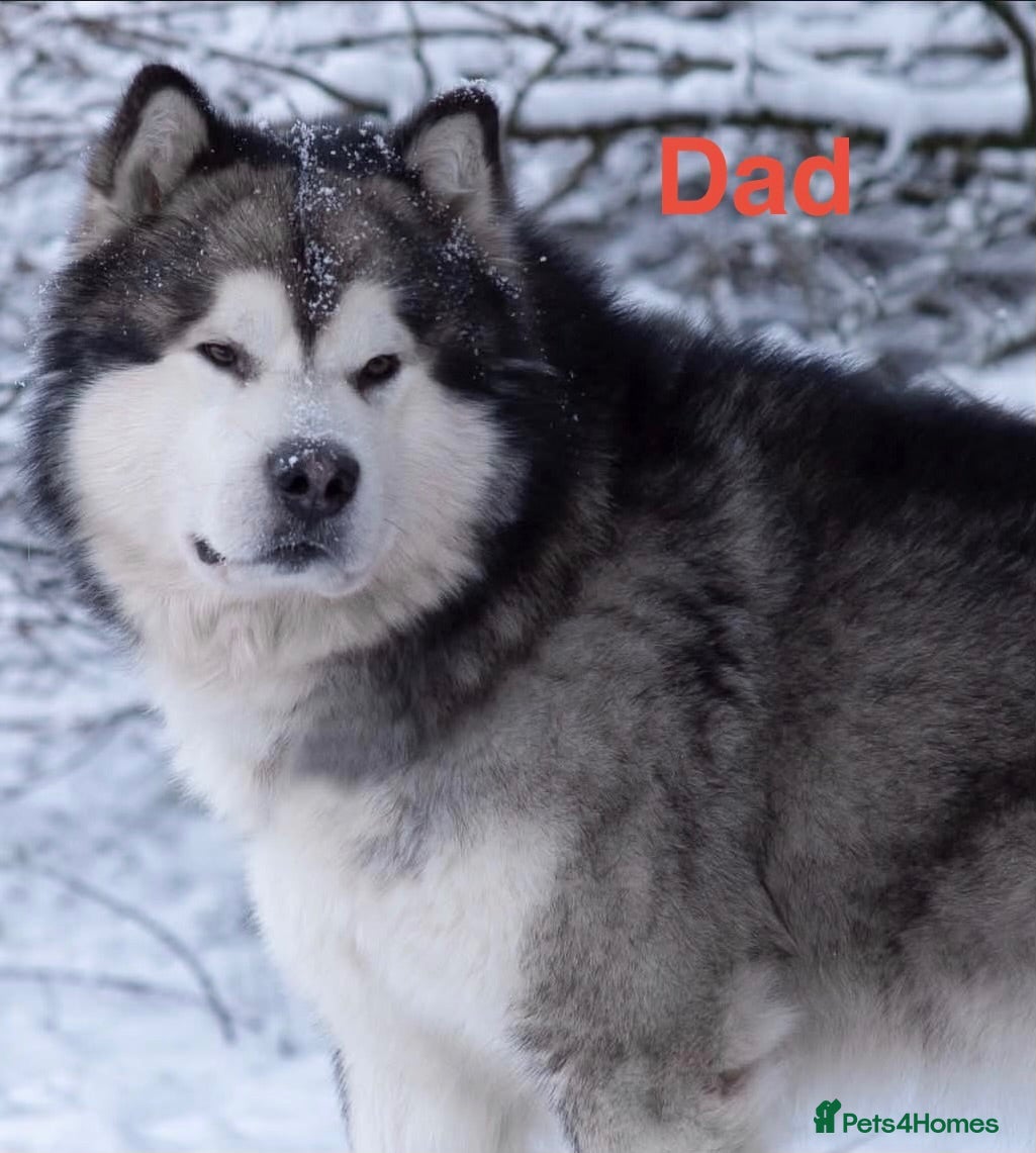 Alaskan Malamute dogs Pedigree Alaskan Malamute puppies  - Advert 1