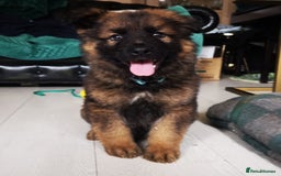 German Shepherd dogs for sale: TOP WORKING BLOODLINES LITTER  in Scunthorpe - Image 2