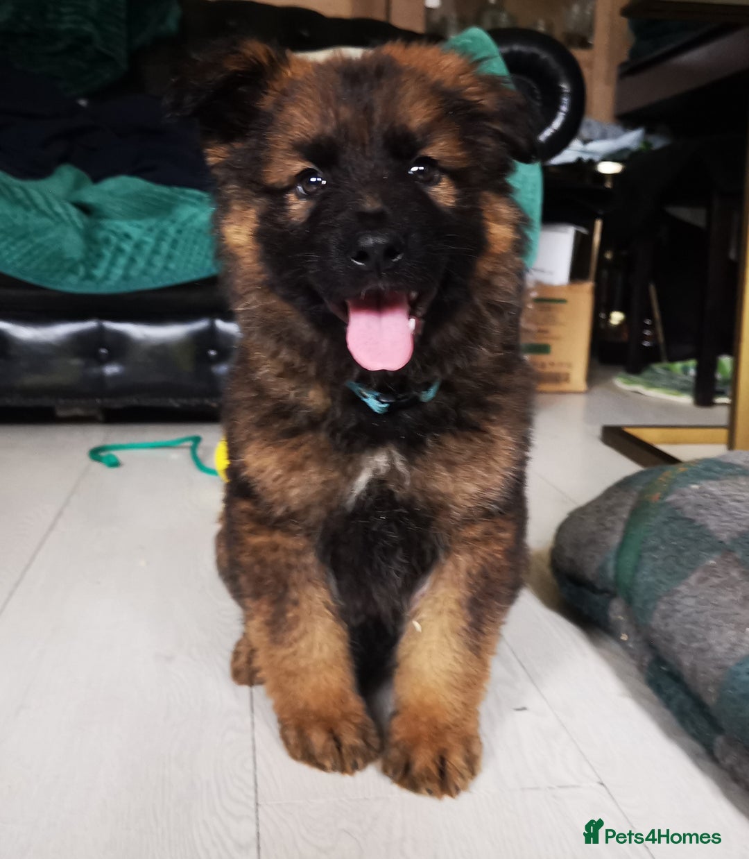 German Shepherd dogs for sale: TOP WORKING BLOODLINES LITTER  in Scunthorpe - Image 2