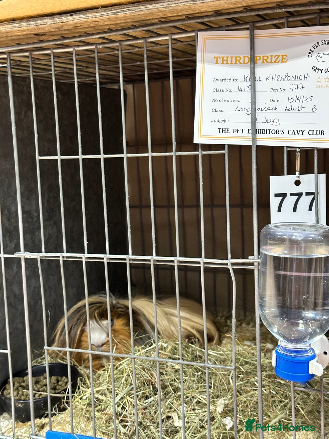 Guinea Pig rodents for sale: Long Haired Peruvian Guinea Pigs! - Advert 17