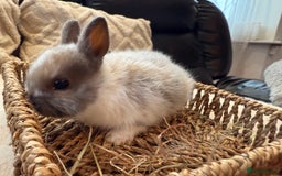 Netherland Dwarf rabbits for sale: 5 Adorable Netherland Dwarf Bunnies - Image 7