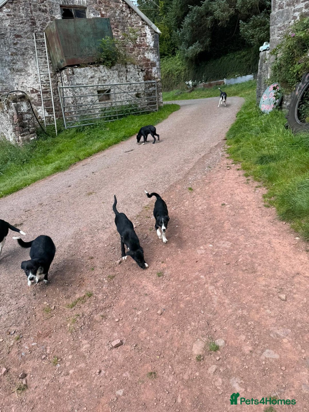 Border Collie dogs for sale: Collie  - Image 5