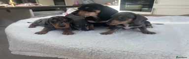 Miniature Dachshund 2