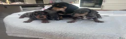 Miniature Dachshund dogs for sale: ****mini dachshunds *** in Nottingham - Advert 14