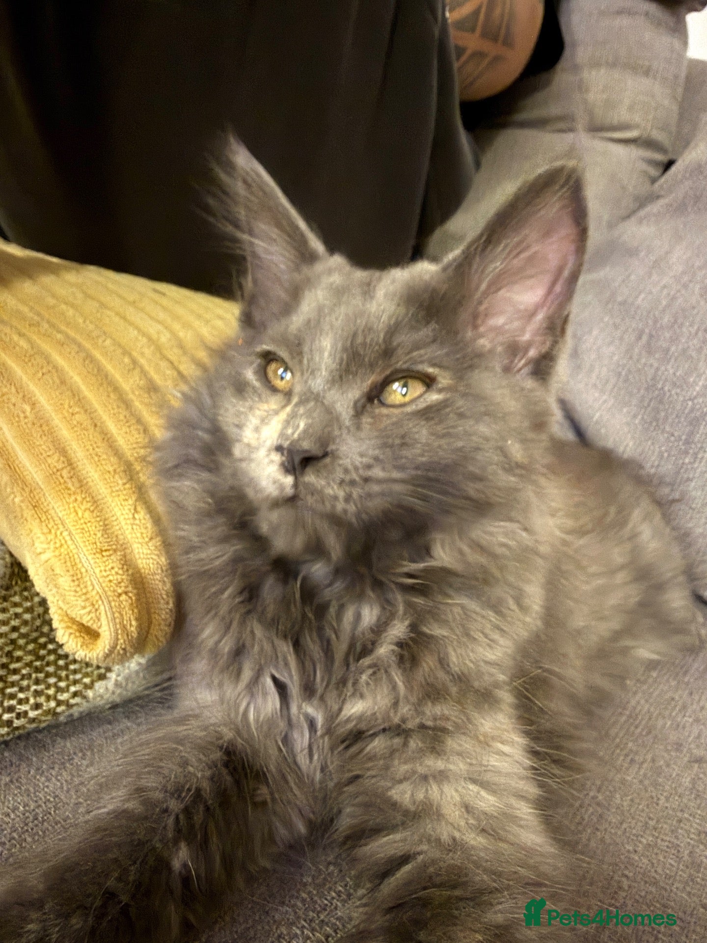 Maine Coon cats for sale: Pedigree Maine Coon kitten, super cute & playful - Advert 1