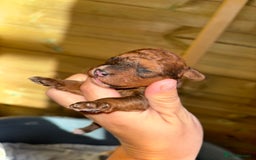 Mixed Breed dogs for sale: Foxipoo puppy’s  - Image 11