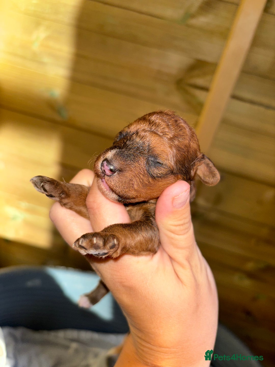 Mixed Breed dogs for sale: Foxipoo puppy’s  - Image 11