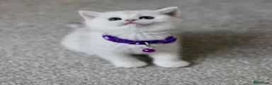 British Shorthair Kitten 3