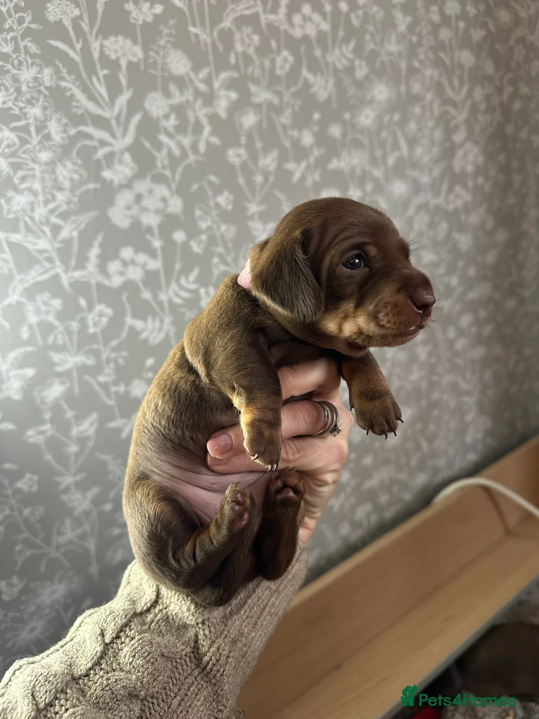 Miniature Dachshund dogs for sale: 3 beautiful miniature dachshund girls.  - Advert 5